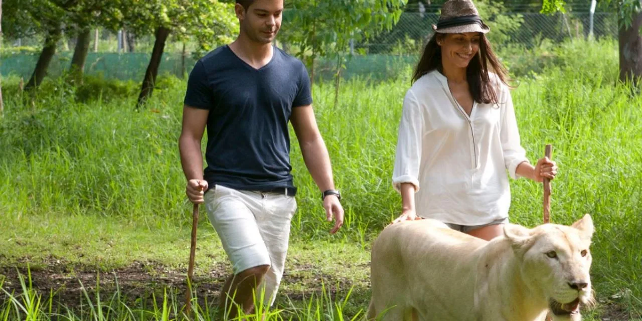 Passeggiata con i leoni