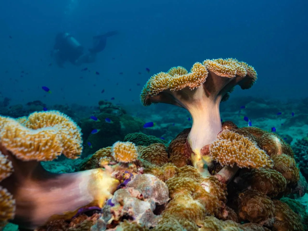 AIDA One Freediving Cursus op de Seychellen – Beginnersvriendelijk & Leuk
