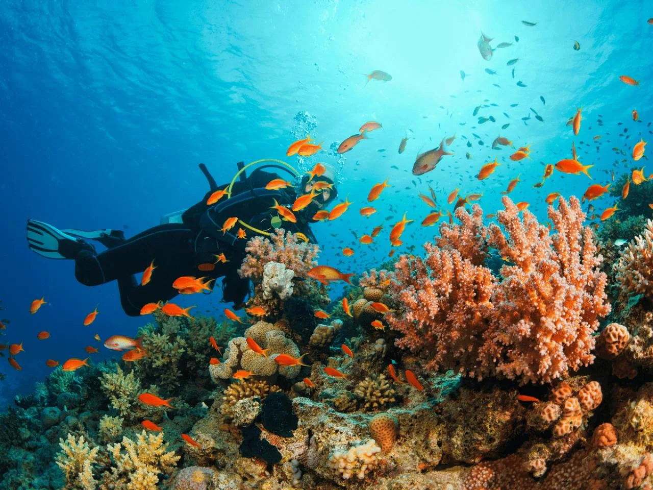 Curso de Mergulho PADI Open Water Diver de 3 Dias incl. Mahé incl. Aluguer de Equipamento