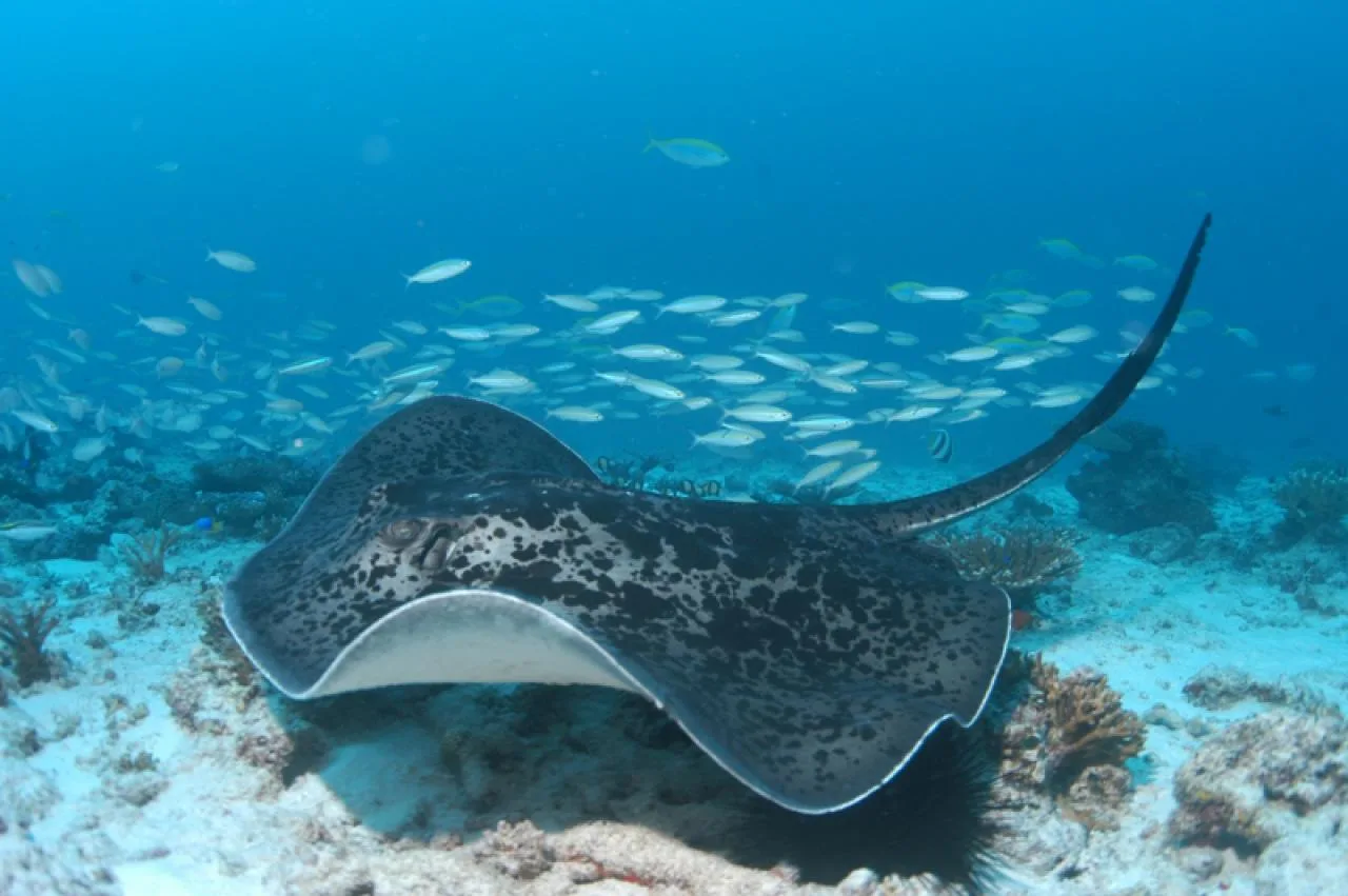 Twin Tank Dive Excursion on Praslin Island