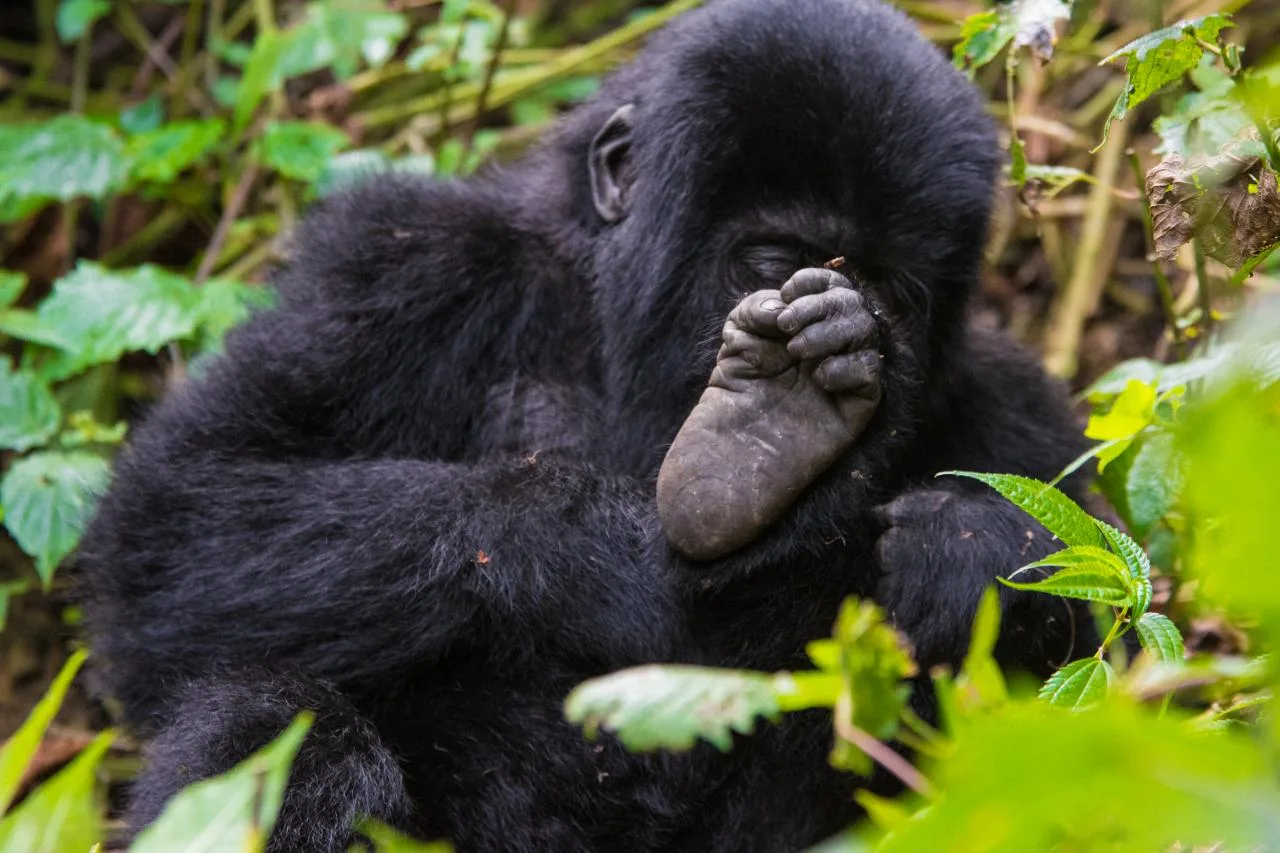 Gorilla Tracking in Bwindi Imepetrable National Park, Uganda
