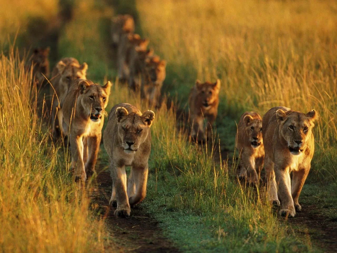 3-tägige Masai-Mara-Budget-Camping-Safari