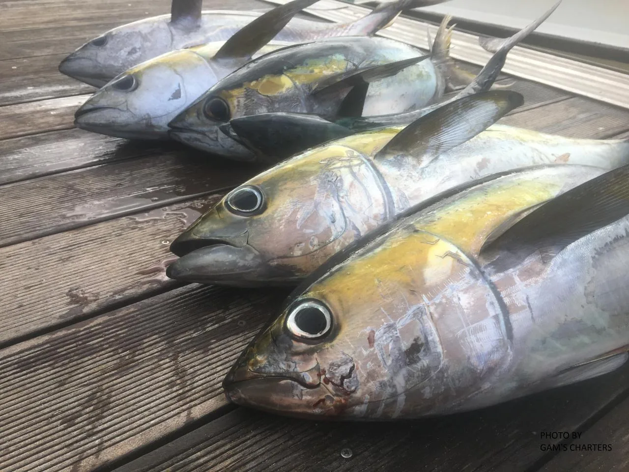 Prywatna całodniowa wyprawa: wędkowanie, grill i snorkeling na Mahé