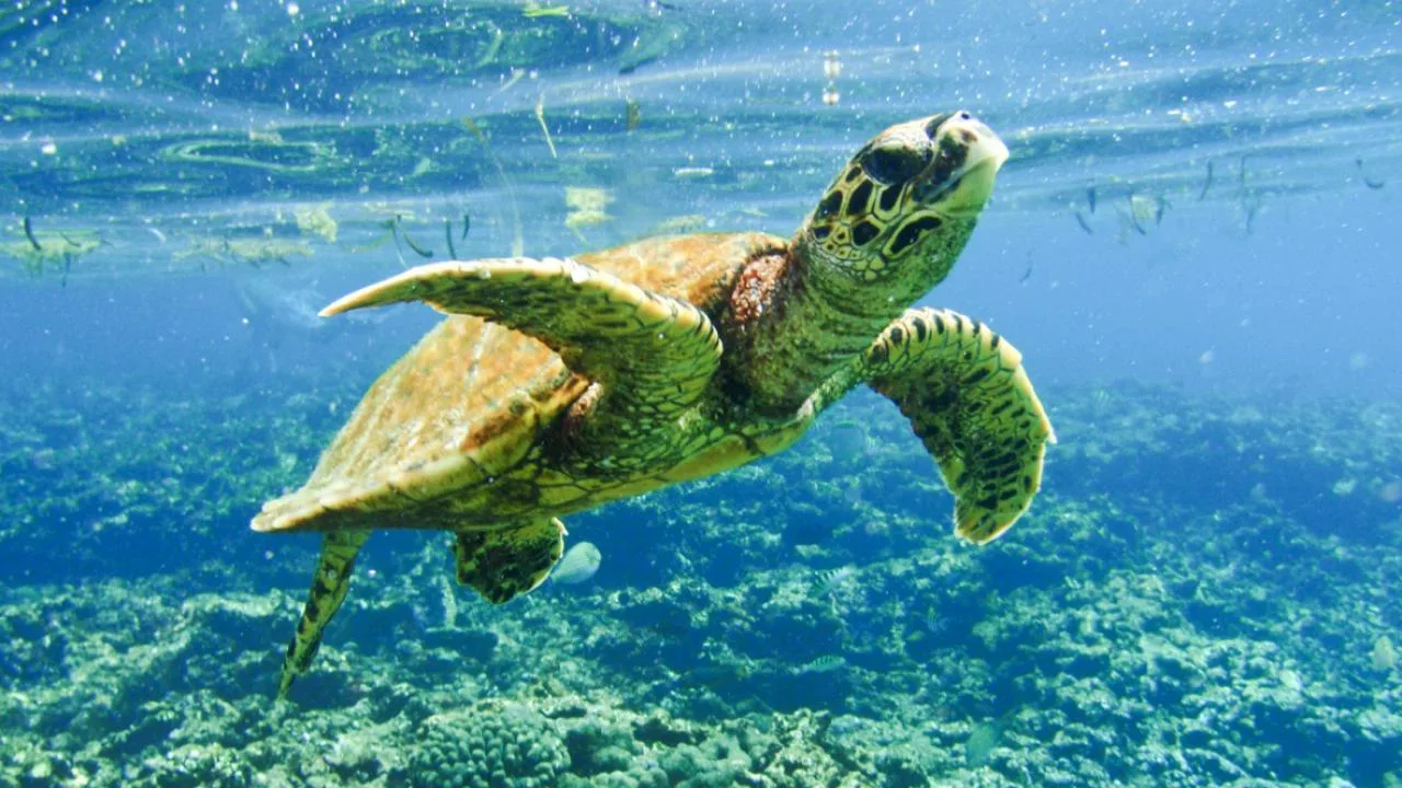 Half-Day Snorkeling Tour to Coco, Felicite and Sister islands
