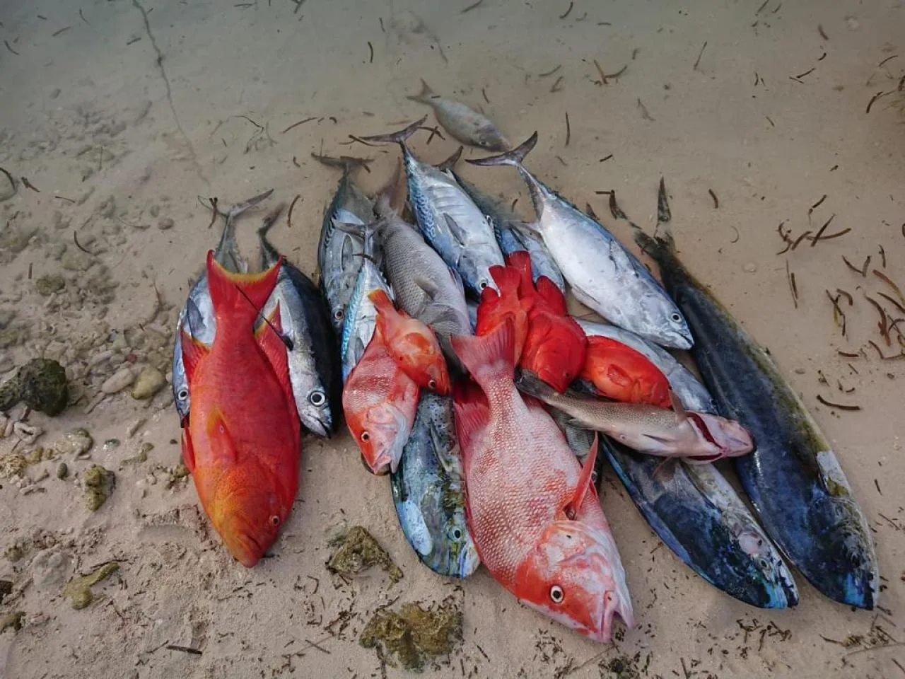 Half-Day Fishing Trip to La Digue