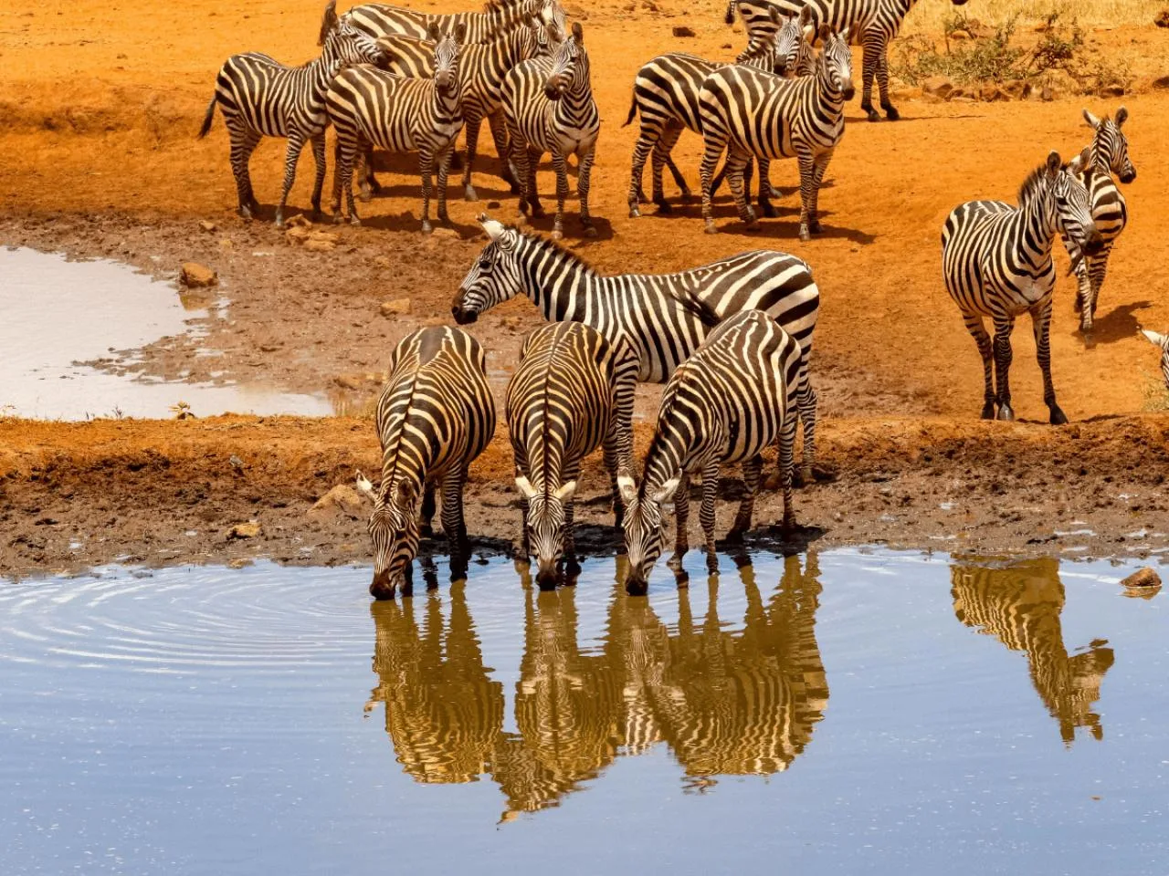 5 Dias de Safari na Reserva Nacional de Masai Mara e mais, com Jipe 4X4