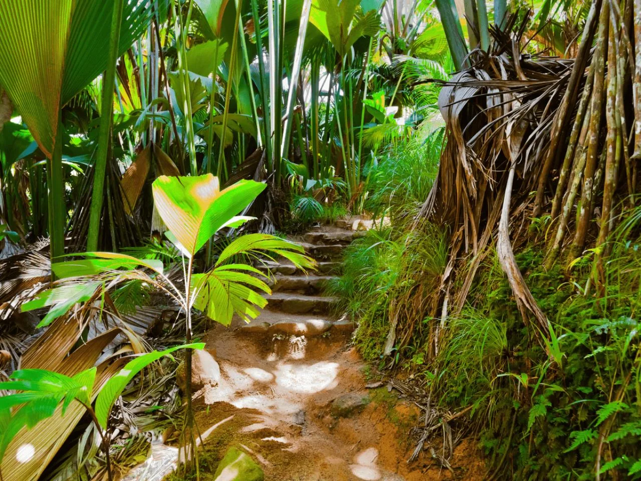 1 ora nella Vallée de Mai – Scoprite il cuore di Praslin!