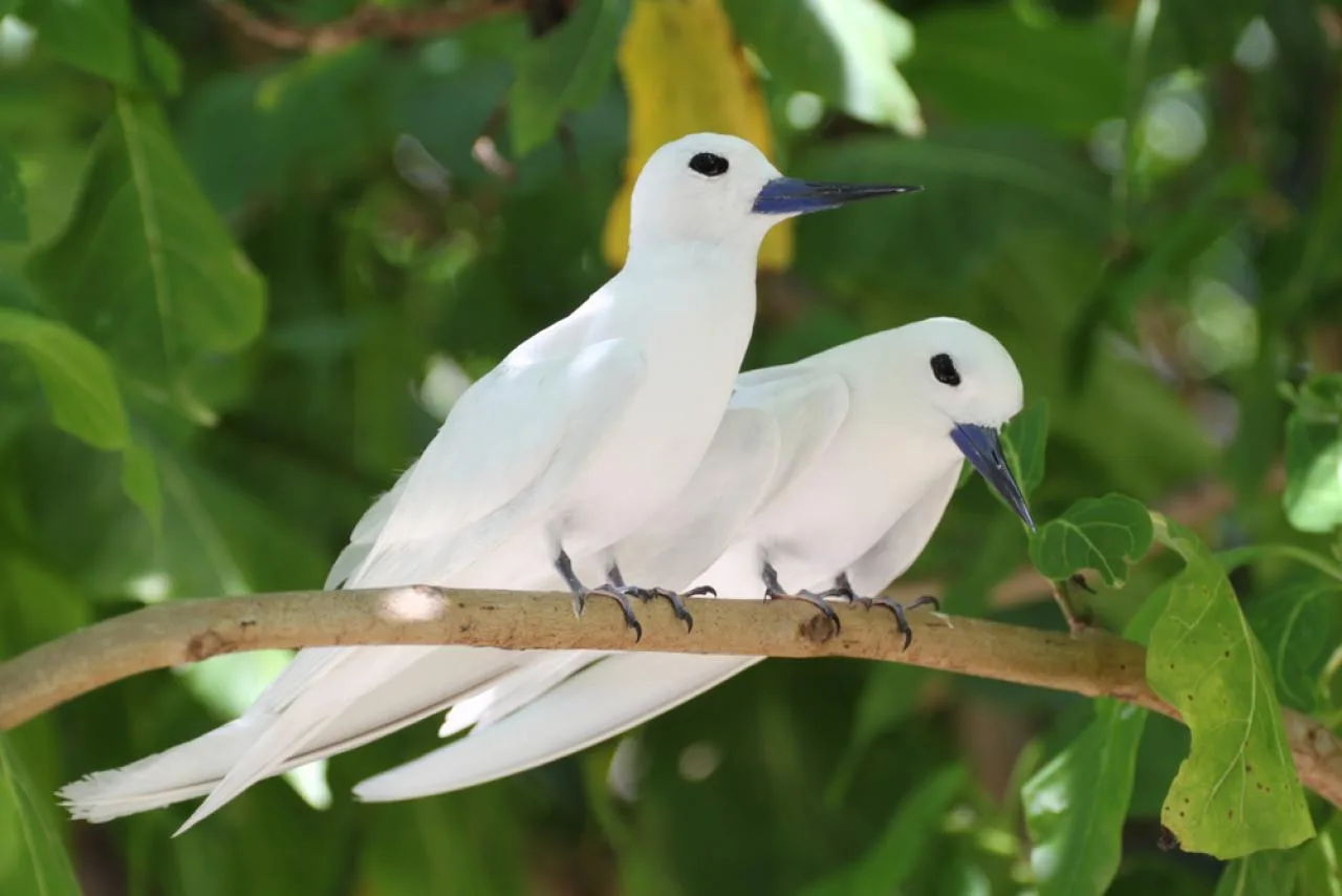 Private Half-Day Cousin Island Tour