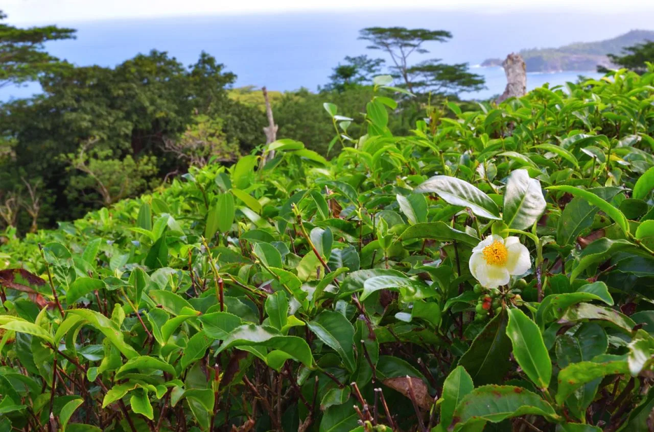 Tour de medio día por la isla Speck Mahe